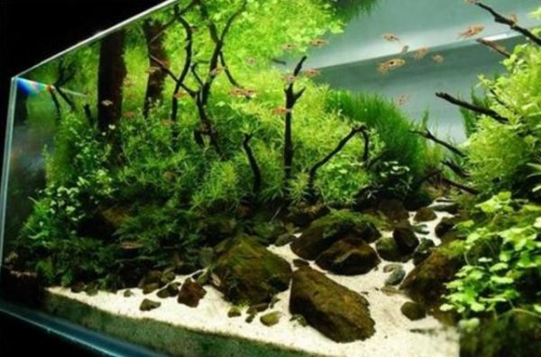 鱼缸底部清洁篇，没养鱼博主跟你聊过这吧？鱼缸底部无法保持干净-有驾