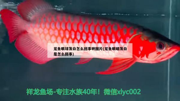 如何处理养金鱼前的鱼缸清洁，清洁鱼缸壁和装饰物清洁的关键步骤（养金鱼前的鱼缸清洁） 观赏鱼 第3张