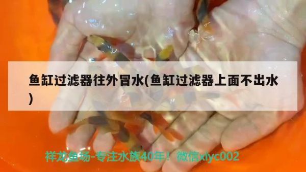 如何处理养金鱼前的鱼缸清洁，清洁鱼缸壁和装饰物清洁的关键步骤（养金鱼前的鱼缸清洁） 观赏鱼 第2张