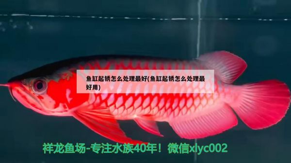 如何处理养金鱼前的鱼缸清洁，清洁鱼缸壁和装饰物清洁的关键步骤（养金鱼前的鱼缸清洁） 观赏鱼 第1张