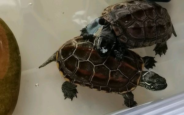 草龟可以深水养吗?常见养龟问题回复