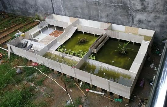阴雨天频繁来临，养龟小妙招点击即可查看
