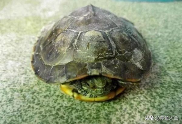 小乌龟怎么养?记住这几点,绝对很轻松