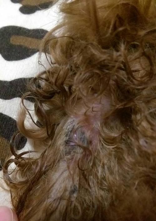 狗狗腹腔感染的治疗与预防（宠物狗腹腔感染）