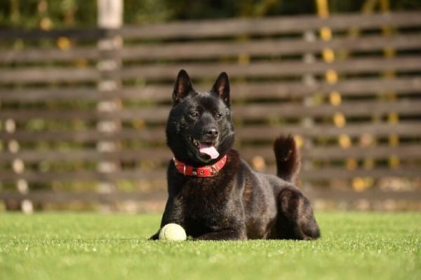 犬物语：不止柴犬与秋田，这些可爱的日本犬，统统很疗愈