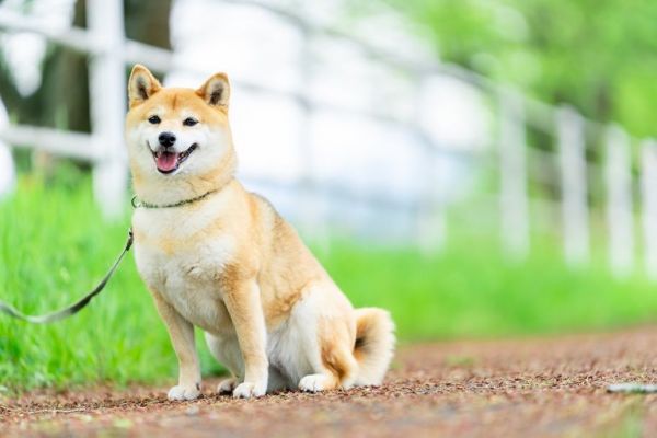 犬物语：不止柴犬与秋田，这些可爱的日本犬，统统很疗愈
