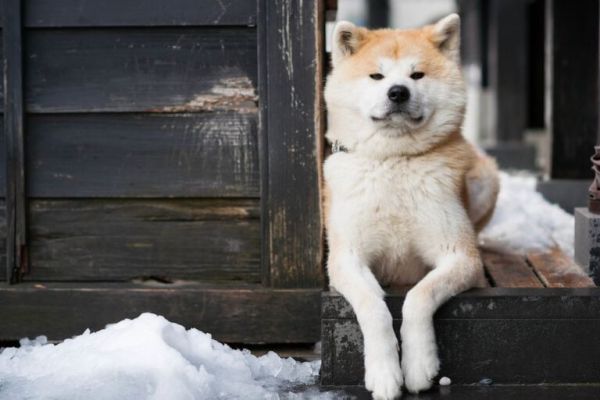 犬物语：不止柴犬与秋田，这些可爱的日本犬，统统很疗愈