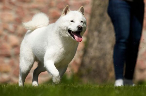 犬物语：不止柴犬与秋田，这些可爱的日本犬，统统很疗愈