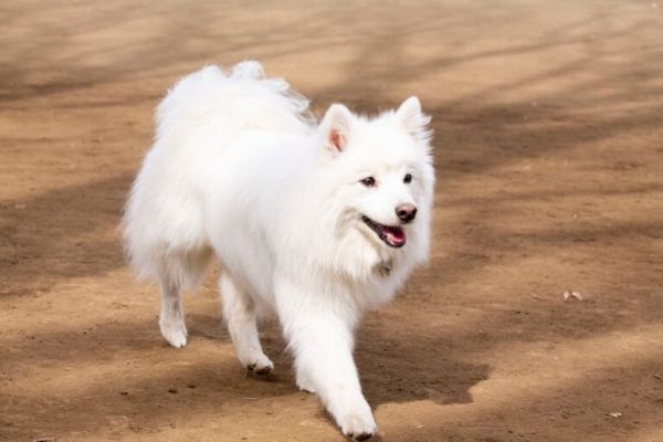 犬物语：不止柴犬与秋田，这些可爱的日本犬，统统很疗愈