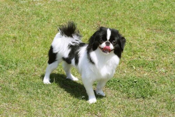 犬物语：不止柴犬与秋田，这些可爱的日本犬，统统很疗愈