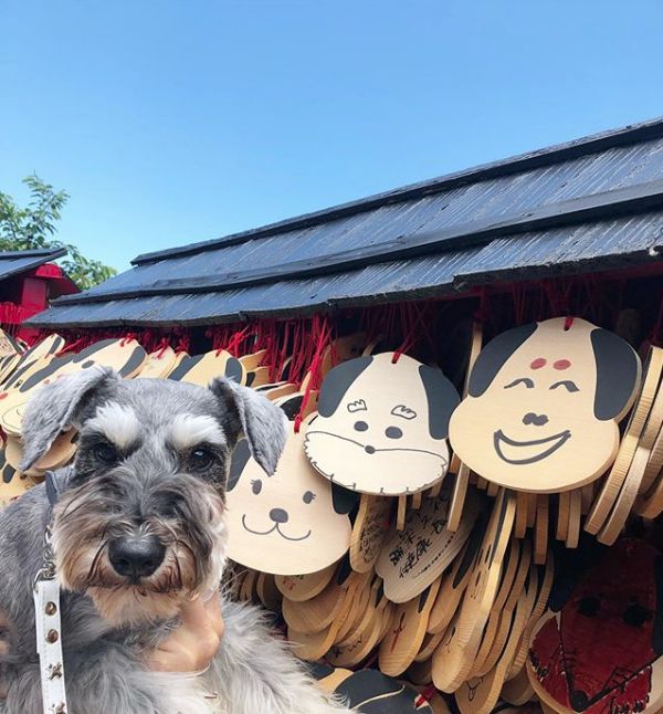 犬物语：不止柴犬与秋田，这些可爱的日本犬，统统很疗愈