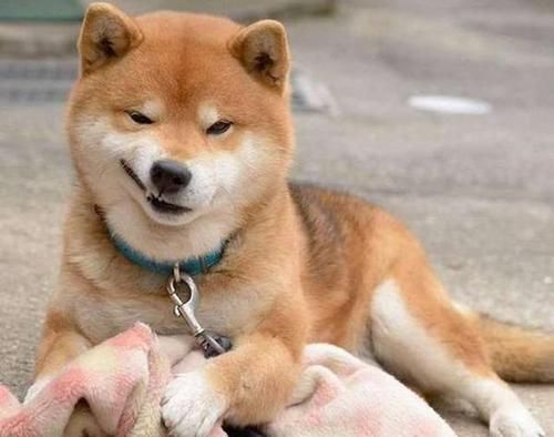 犬物语：不止柴犬与秋田，这些可爱的日本犬，统统很疗愈