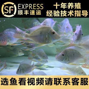 怎么养红龙鱼视频：红龙鱼的养殖方法 龙鱼百科 第2张