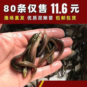 怎么养红龙鱼视频：红龙鱼的养殖方法 龙鱼百科 第3张