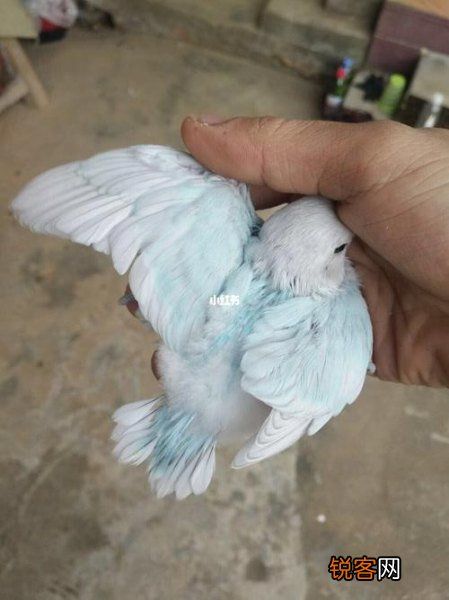 宠物鸟种类常见的宠物鸟大全