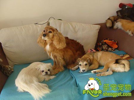 宠物去世后制作标本 看起来跟真的一样