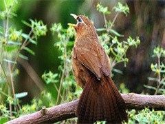 长沙虫类生态保护