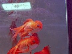 长沙虫类主题活动