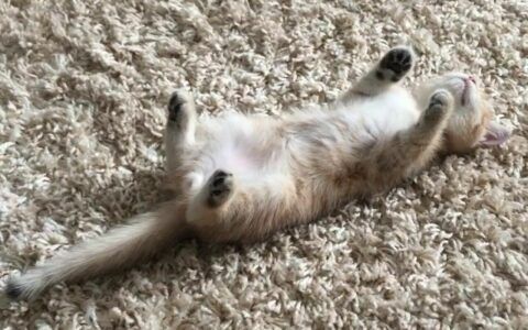猫咪四脚朝天睡觉是什么意思？不仅仅是可爱，还有深层含义