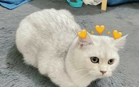 猫咪为什么喜欢踹手手？不仅是保暖，还有这些深层含义
