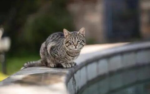 猫咪在向你“求救”的 4 种姿势，看到时可要注意了！