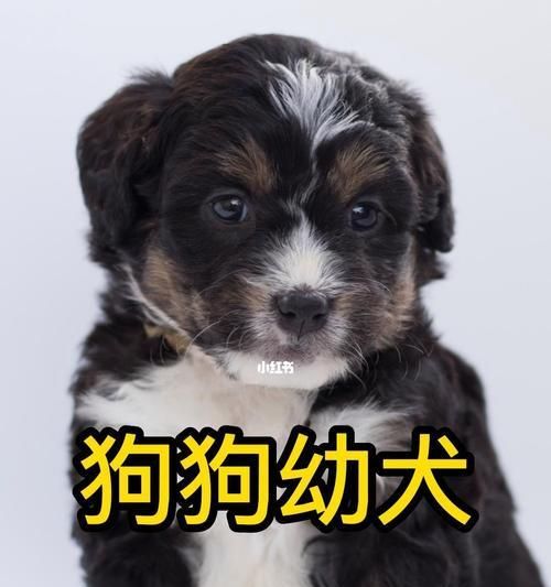 狗狗的营养需求与补奶方法（宠物狗狗喝什么才能健康成长）