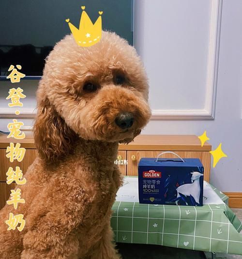 狗狗的营养需求与补奶方法（宠物狗狗喝什么才能健康成长）