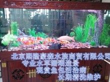北京亦庄鱼缸维护清洗换水托管维护包活服务