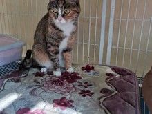 亦庄宠物寄养猫狗,环境好价格低长期寄养更优惠
