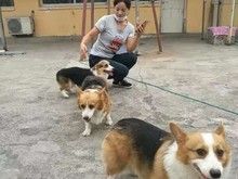 亦庄专业宠物寄养 节假日寄养 单独环境长期寄养
