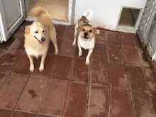 亦庄宠物寄养猫狗,环境好价格低长期寄养更优惠