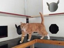 大兴亦庄宠物寄养 宠物狗猫养老收养 价格低环境好可接送