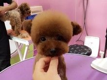 北京海淀上庄山后好的宠物美容店