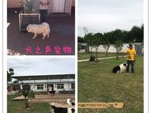 亦庄家庭宠物寄养狗狗庄园式家居陪伴托管散养可接