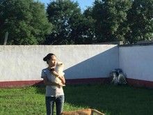 杨庄宠物寄养狗狗真正家居陪伴托管养老可接