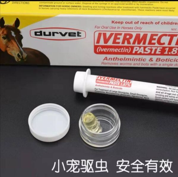 再干净的花枝鼠都有可能长跳蚤,你知道如何处理么?