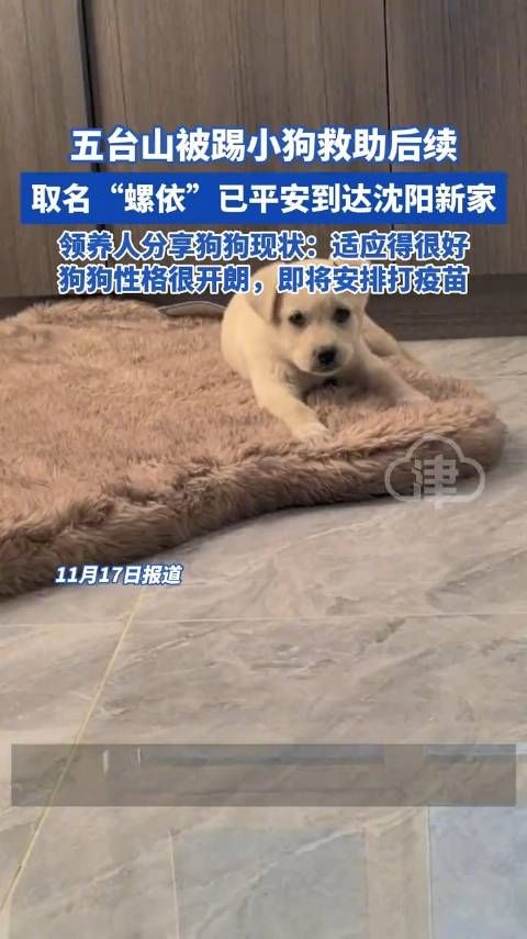 五台山被踢小狗已到沈阳新家，领养人分享狗狗现状：适应得很好，狗狗性格很开朗，即将安排打疫苗