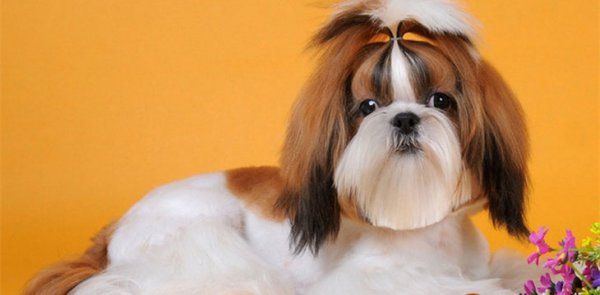 西施犬的毛要多久才能长长