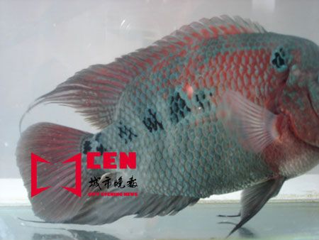 登录查看大图