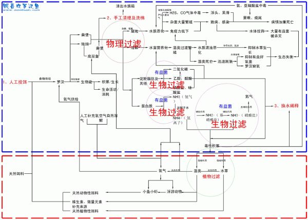 水族箱生态中各环节的影响关系-高压缩比.gif
