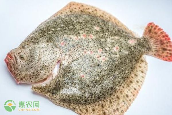 多宝鱼养殖常见疾病防治方法有哪些？-图片版权归惠农网所有