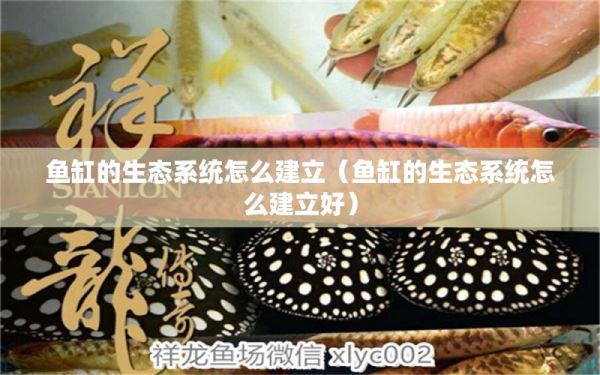 鱼缸的生态系统怎么建立（鱼缸的生态系统怎么建立好） 量子养鱼技术