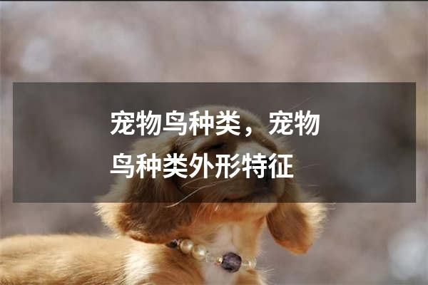 宠物鸟种类，宠物鸟种类外形特征