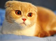 猫咪的怪癖:喝脏水?
