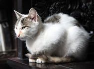 猫咪有哪些难以捉摸的行为?