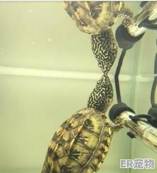 乌龟之间是如何交流的,与宠物龟的日常交流