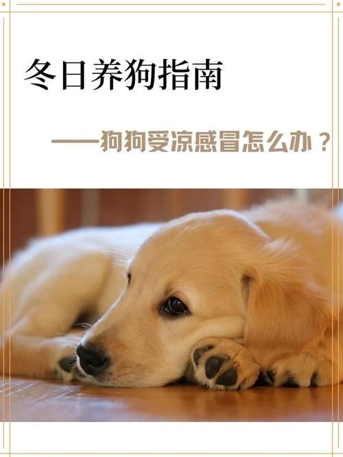 家养狗如何管理