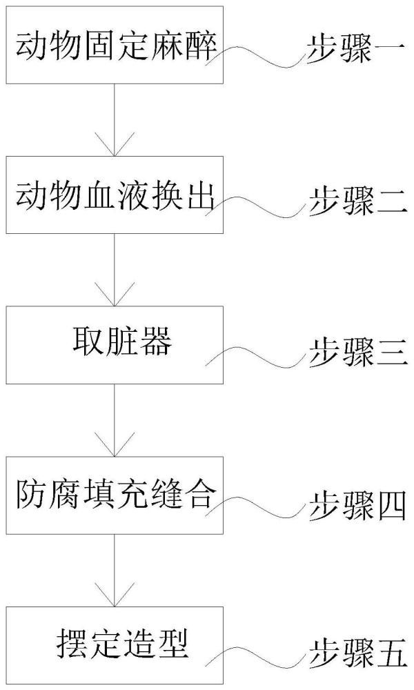 一种小动物标本快速制作方法与流程