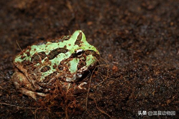 想养好角蛙并不困难，新手铲屎官需要注意这四个方面的问题