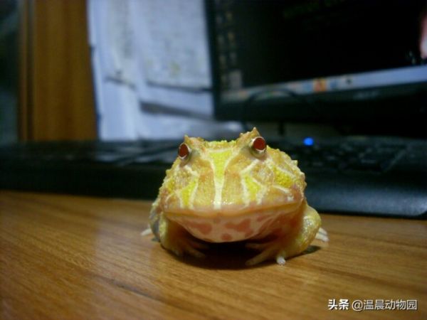 想养好角蛙并不困难，新手铲屎官需要注意这四个方面的问题